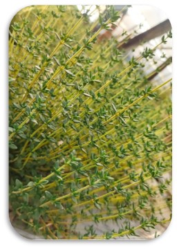 organic-farming-15
