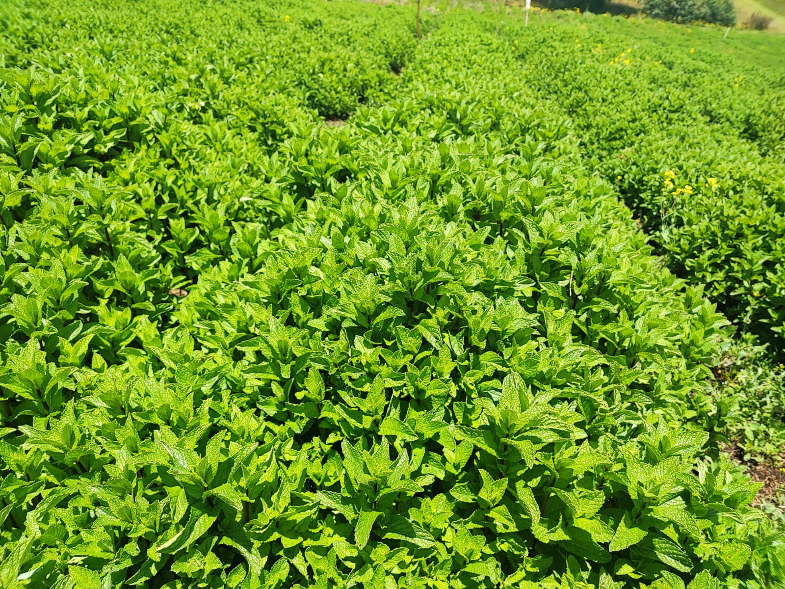 MENTA 6